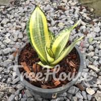 ราคา ลิ้นมังกรแคระ กระถาง 6 นิ้ว Dracaena trifasciata Hahnii dwarf (20719985816)