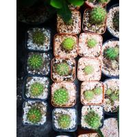 ราคา แคดตัส แคนตัส กระบองเพชร ดาวล้อมเดือน 10 กระถาง size 2 3 5 cm คละไซส์ ฟอร์มเดี่ยว ส่งแบบถอดรากนะคะ มีรากทุกต้น (2532554837)