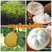 ราคา ต้นกระท้อนปุยฝ้าย รสชาดหวาน ปุยนุ่มเหมือนสำลี ต้นพันธุ์ติดตาสูง 30 40 ซม รับประกันพันธุ์แท้ 100 (6086512180)
