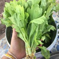 ราคา ตั้งโอ๋ ถูกที่สุด10 บ เมล็ดพันธุ์ตั้งโอ๋ 100 เมล็ด ปลูกง่าย โตไว มีประโยชน์ (19104342470)