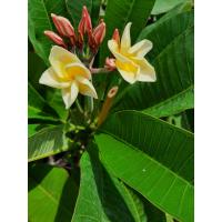 ราคา Plumeria ลีลาวดี สีเหลือง มูนไลด์เป็นลีลาวดีดอกสีเหลือง ฟอร์มคอมแพ็ค ขนาดต้นสูงเต็มที่ประมาณ 2 5 3เมตร ดอกเหลืองอ่อน ช่อดอกดก ให้ดอกง่าย มีกลิ่นหอมแรง จัดส่งพร้อมกระถาง10นิ้งPlumeria ลีลาวดี สีเหลือง 