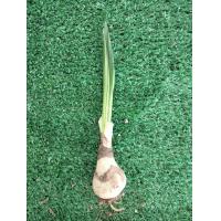 ราคา ว่านมหาโชค 1หัวชำแล้วแทงหน่อ รอบหัว10 15cm หนึ่งในว่านชุดไตรภาคี ไม้มงคล ว่านมงคล หัวว่านมหาโชค (12831540676)