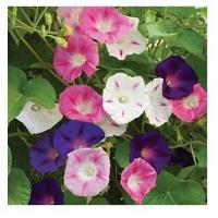 ราคา เมล็ดพันธุ์ดอกไม้คละสีMorning glory มอร์นิ่งกลอรี่คละสี บรรจุซองละ30เมล็ด (15712804696)
