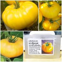 ราคา เมล็ดพันธุ์ มะเขือเทศ แบรนดี้ไวน์สีเหลือง Yellow Brandywine Tomato Seed 30 เมล็ด คุณภาพดี ของแท้ (2739262857)
