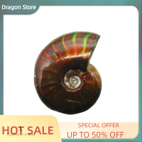 ราคา Dragon NATURAL irscent Facet ตัวอย่างแร่หินหอยสังข์สะสมฟอสซิลหอยทาก (20525845744)