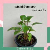 ราคา รวมต้นสเน่ห์จันทร์ ต้นสเน่ห์จันทร์แดง ต้นสเน่ห์จันทร์ขาว ต้นสเน่ห์จันทร์ดำ ต้นสเน่ห์จันทร์นาค ต้นสเน่ห์จันทร์ทอง (17298313293)