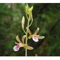 ราคา 2 หน่อ ว่านช้างผสมโขลง หรือ ว่านพญาเทครัว ตัวผู้ ตัวเมีย ว่านด้านเมตตา คุ้มภัย (21073012548)