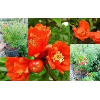 ราคา ต้นทับทิมแคระ ใส่กระถางเป็นไม้ประดับมงคลที่เสริมความอุดมสมบูรณ์ความมั่งคั่ง เป็นไม้เล็กพุ่มเตี้ย (17053159305)