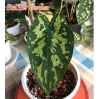 ราคา บอนเสือพราน Colocasia Hilo Beauty (9593154665)