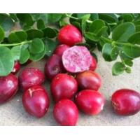 ราคา มะม่วงหาวมะนาวโห่หวานญี่ปุ่น เป็นสายพันธ์ญี่ปุ่น ต้นสูง 60 70 ซม กระถาง 11 นิ้ว มะม่วงหาวมะนาวโห่ญี่ปุ่น Japan Carissa carandas Linn ลูกใหญ่ รสหวาน มีกลิ่นหอม ต้นสวย พร้อมให้ลูก รับประกันการจัดส่ง (81