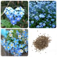 ราคา เมล็ดพันธุ์ อย่าลืมฉัน อย่าลืมฉัน 100 pcs Forget Me Not Flower seeds เมล็ดพันธุ์ดอกไม้สวนระเบียงเมล็ดพันธุ์ดอกไม้สี่ฤดูเมล็ดพันธุ์ไม้ดอกเมล็ดดอกไม้สวย ต้นไม้มงคล ต้นไม้ฟอกอากาศ เมล็ดพันธุ์พืช เมล็ดดอก