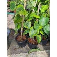 ราคา ต้นโพธิ์ทอง โพธิ์ด่าง โพธิ์มงคล สูง 80 100 cm ในกระถาง6นิ้ว ศิริมง คล ไม้ไทย ต้นโพธิ์ ทองด่าง ไม้โบราณหายากด (10140062287)
