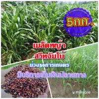 ราคา เมล็ดหญ้าสวีทจัมโบ้ 5 กิโลกรัม หญ้า สวีทจัมโบ้ พร้อมปลูก รับประกันการงอก หญ้าเลี้ยงสัตว์ หญ้า พันธ์ุหญ้า หญ้าเลี้ยงวัว (12496191104)