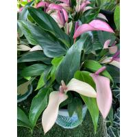 ราคา ต้นดอกหน้าวัวแคระ ดอกหน้าสีม่วง ต้นหน้าวัว ดอกหน้าวัว Anthurium ต้นสูง 30 35 ซม กระถาง 8 นิ้ว เศรษฐีเงินหนา หน้าวัวใบ ราชาแห่งไม้ประดับ ว่านมงคล ว่านไทย ปลูกแล้วดี เศรษฐีนิยม ต้นไม้มงคลเรียกทรัพย์ คนท