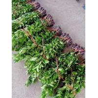 ราคา ร้านน้องใหม่ขายกิ่งพันธุ์มะนาวแป้นสุขประเสริฐกิ่งละ 98 บาทเผื่อบางน้ำเยอะกลิ่นหอม 60 90 รับประกันแท้สนใจสั่งได้ครับ (11066732594)