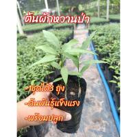 ราคา ผักหวานป่า 1 ชุดได้ 3ถุง ต้นพันธุ์แข็งแรงพร้อมปลูก (15461391082)