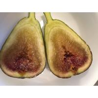 ราคา 10 เมล็ด เมล็ดมะเดื่อฝรั่ง Figs สายพันธุ์ Bayer Violeta ของแท้ 100 มะเดื่อฝรั่ง หรือ ลูกฟิก Fig อัตราการงอก 70 80 Figs seed (9079365166)