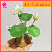 ราคา LuckyWd ต้นไม้กระถางประดิษฐ์ ใบบัวบกโขด ต้นไม้ปลอมพร้อมกระถาง ต้นไม้มงคล ไซส์มินิสูง 13 18 ซม ดอกไม้ปลอม กระถาง กระถางปลูกต้นไม้ ดอกไม้มงคล กระถางพลาสติก กระถางขนาดเล็ก ใหญ่ กระถางประดิษฐ์ กระถางต้นไม