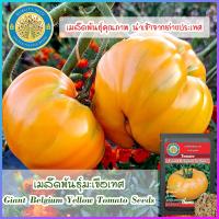 ราคา เมล็ดพันธุ์มะเขือเทศ Giant Belgium Yellow Tomato Seeds (16590052137)