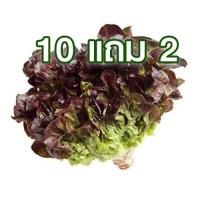 ราคา 10 แถม 2 เรดโอ๊ค ถูกที่สุด 7 บาท เมล็ดพันธุ์ผักสลัดเรดโอ๊ค100 เมล็ด ปลูกง่าย สีสวย ทานอร่อย (19104439356)