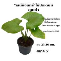 ราคา เสน่ห์จันทน์เขียวชื่อวิทยาศาสตร์Homalomena spp เสน่ห์จันทร์ ไม้ประดับมีคุณค่า (7787505289)