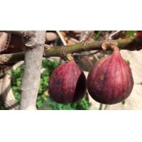 ราคา Figs ต้นมะเดื่อฝรั่ง พันธุ์ BTM6 ญี่ปุ่น อร่อย หวาน หอมมากๆ ต้นสมบูรณ์มาก รากแน่นๆ จัดส่งพร้อมกระถาง 6 นิ้ว ลำต้นสูง 45 50 ซม ต้นไม้แข็งแรงทุกต้น เรารับประกันจัดส่งห่ออย่างดี จัดส่งสินค้าตามรูป (91077