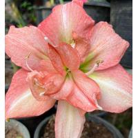 ราคา ว่านสี่ทิศ NK3ชนิดให้เลือก สายพันธ์ฮอลแลนด์ดอกใหญ่ หัวพันธ์ ไม้มงคล ว่านสี่ทิศฮอลแลนด์ สี่ทิศnk1 สี่ทิศnk2 สี่ทิศnk4 (17100191732)