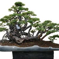 ราคา 20 เมล็ด มะสังบอนไซ มะสังแคระ มะสัง หมากมะสัง (21282599229)