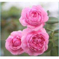 ราคา 25เมล็ด เมล็ดกุหลาบ อังกฤษ พันธุ์เลื้อย สีชมพู กุหลาบหนู Rose seed (11651074290)