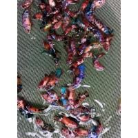 ราคา แม่พันธุ์ปลากัดนีโม่ โค่ย กาแล็คซี่ มัลติคัลเลอร์ แคนดี้ (21199225961)