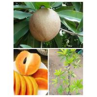 ราคา ต้นละมุดสาลี่ยักษ์ ผลใหญ่เนื้อหวานกรอบ ต้นเตี้ย ติดผลดก ต้นติดดอกติดผลส่ง สูง70 100ซ ม แบบกิ่งตอน (18150958325)