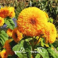 ราคา เมล็ดพันธุ์ เทดดี้แบร์ อินพรูฟ TeddyBear Sunflower improve ทานตะวันดอกซ้อน ปรับปรุงใหม่ ขนาดดอกใหญ๋ขึ้นซ้อนแน่น ออกดอกเป็นพุ่ม ใบสีเขียวเข้ม 60 65 (7511669794)