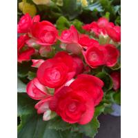 ราคา ต้นบีโกเนีย Begonia กุหลาบบีโกเนีย หรือ กุหลาบนางฟ้า ชื่อท้องถิ่น ส้มกุ้ง ก้ามกุ้ง มีเสน่ห์ตรงที่ให้ดอกตลอดปี สีสวยเด่น บีโกเนียออก ดอกซ้อน ขนาด 20 25 ซม จัดส่งพร้อมกระถางมาตรฐาน 6 นิ้ว (9087907720)