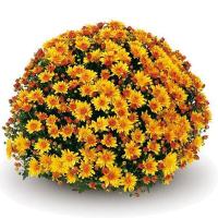 ราคา 100 เมล็ด ดอกเบญจมาศ ดอกมัม Chrysanthemum Seeds สายพันธุ์ Conaco Gold (21245075691)