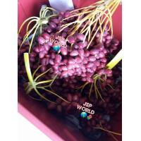 ราคา 10 เมล็ด เมล็ดพันธุ์ อินทผาลัม Date palm จากต้นเพาะเนื้อเยื้อ สายพันธุ์ บาฮี แดง (9125536263)