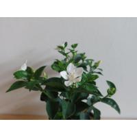 ราคา ต้นพุดศุภโชค มาพร้อมกระถางพร้อมตั้ง (17295971146)