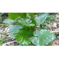 ราคา 5เหง้า ออเดอร์ ว่านพญาจงอาง ไม้โบราณนิยมปลูกไว้ริมบ้านกันงู กันสิ่งไม่ดีเข้าบ้านว่านพญาจงอาง ปลูกวางทุกทิศ อสรพิษ ไม่กล้ากล้ำกรายใช้แก้พิษงู หัวใหญ่ ปลูกง่าย ติดทุกหัว หัวสดๆ ควรปลูกรอบทิศบ้าน (209864