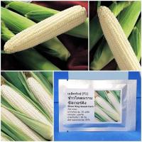 ราคา เมล็ดพันธุ์ ข้าวโพดหวานซิลเวอร์คิง Silver King Sweet Corn F1 Seed 20 เมล็ด คุณภาพดี ราคาถูก ของแท้ (7213856946)