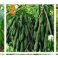 ราคา เมล็ดพันธุ์มะละกอพันธุ์ต่างๆมีให้เลือก9สายพันธุ์ (10919887815)