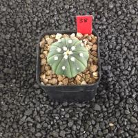 ราคา Astrophytum Star shape แคคตัส กระบองเพชร AA01 (17807086227)
