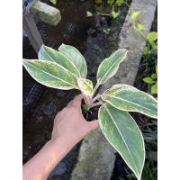 ราคา ถูกที่สุด อโกลนีมา กระถาง 3 นิ้ว แก้วกาญจนา หลายแบบ ฟอร์มต้นใหญ่ คุ้มเท่าซื้อ 6 นิ้ว (17345876642)