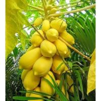 ราคา เมล็ดพันธุ์มะละกอพันธุ์ต่างๆ มีให้เลือกซื้อ9สายพันธุ์ ปลูกไว้ติดบ้านไว้สักต้นไม่มีอด (13701098251)