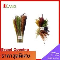 ราคา Uland รวงข้าวแห้ง รวงข้าวประดับ รวงข้าวของจริง รวงข้าวจริง ใช้ประดับตกแต่งเพื่อความสวยงาม (5438046226)