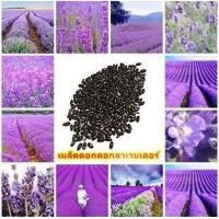 ราคา เมล็ดดอกลาเวนเดอร์ซอง100เมล็ด60บาท (10226139203)