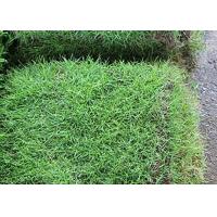 ราคา ขายส่ง10000 เมล็ด เมล็ดหญ้าญี่ปุ่น Japanese Lawn Grass หญ้าปูสนาม สนามหญ้า พืชตระกูลหญ้า เมล็ดพันธ์หญ้า ชนิดหญ้า สนามหญ้าและสวน (2191150993)