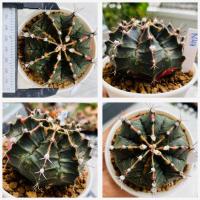 ราคา ยิมโนด่างไม้เมล็ด ชุดคัดเกรด ยิมโนด่าง ไม้เมล็ด กระบองเพชร แคคตัส (20612189783)