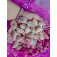 ราคา กระเทียม กระเทียมแกะกลีบ กระเทียมจีน ขนาด 500 กรัม และ 1 กิโล พิเศษกดติดตามร้านมีส่วนลดเพิ่ม (12494448662)