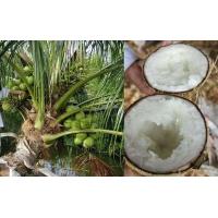 ราคา หน่อมะพร้าว ต้นมะพร้าว สายพันธุ์ มะพร้าวกะทิ ต้นเตี้ยแท้ ชุมพร พร้อมปลูก (8665909898)