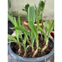 ราคา ว่านมหาบัว 1หัวจิ๋ว หน่อชำพร้อมปลูก ห่อตุ้ม หนึ่งในว่านไตรภาคี ไม้มงคล ไม้หัว ว่านมงคล หัว เหง้า (17111674904)