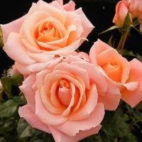 ราคา 15 เมล็ด Rose Plant Seeds กุหลาบ ราชินีแห่งดอกไม้ ดอกไม้แห่งความรัก กุหลาบอังกฤษ With Love สีส้ม (20761077409)